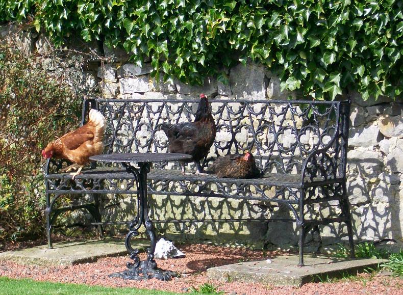  sun bathing hens in the garden at Cornhills farmhouse